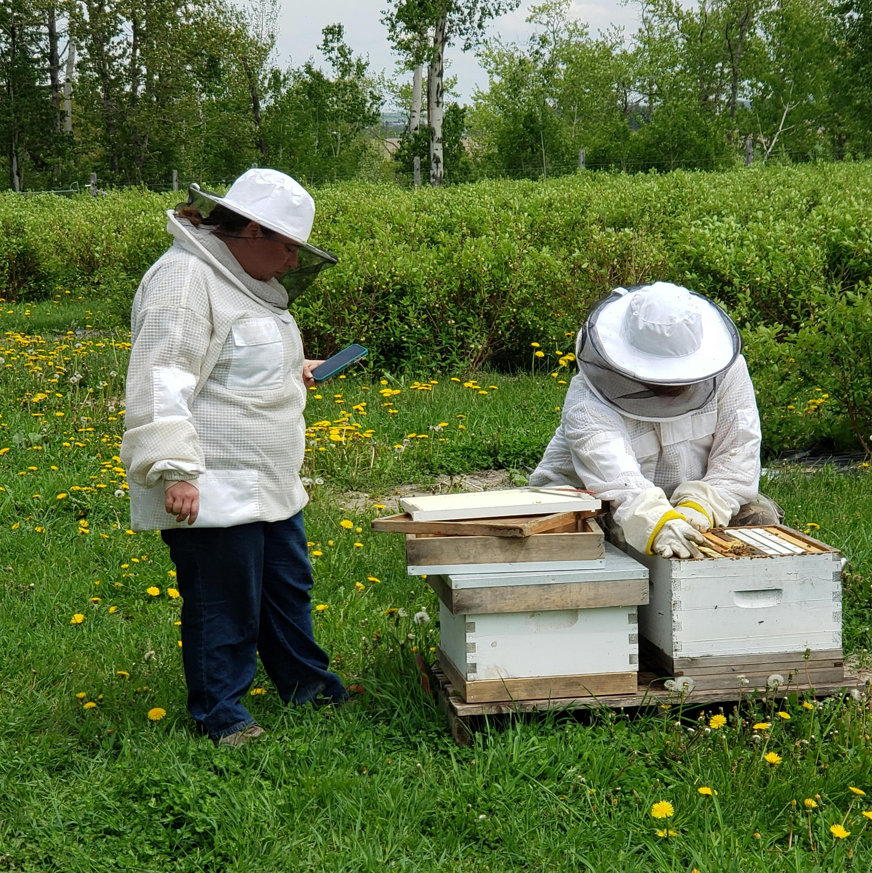 A frustrated beginner beekeeper inspecting a messy hive frame, illustrating common beginner beekeeping mistakes and the importance of proper hive management.