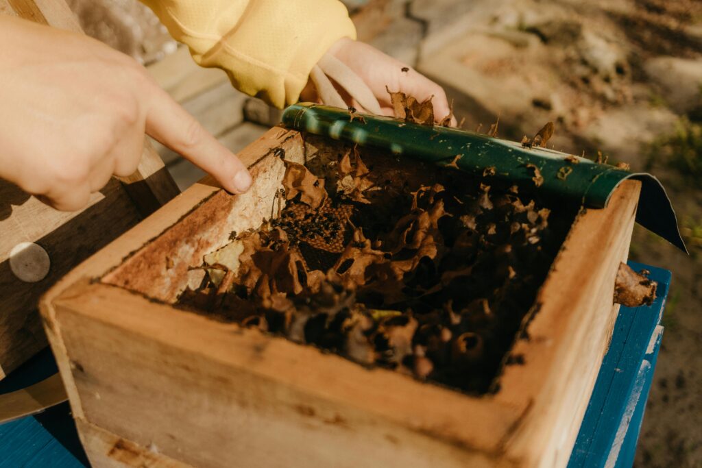 Close-up of a beehive frame showing symptoms of common hive diseases like bugs beetles
