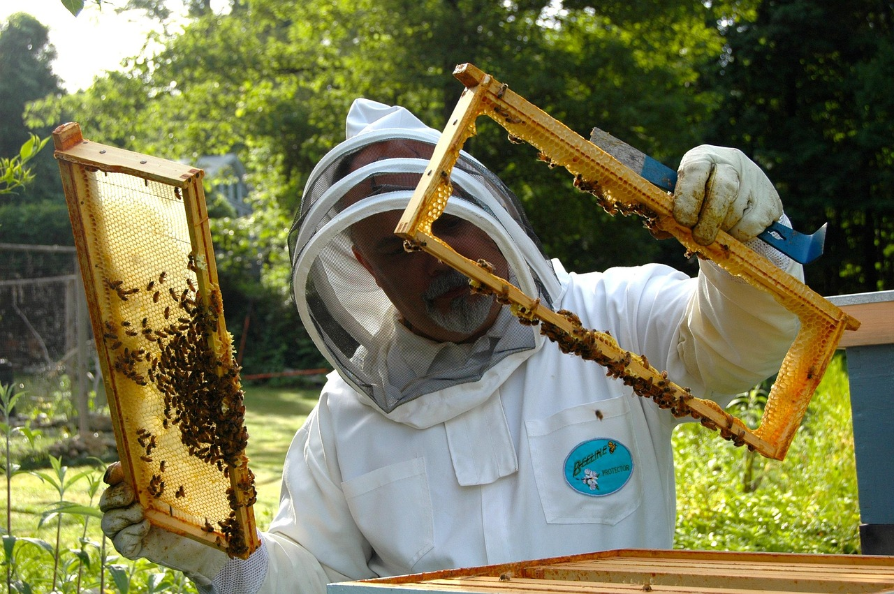 Beekeeper inspecting frame for common hive pests and diseases during a routine colony health check.