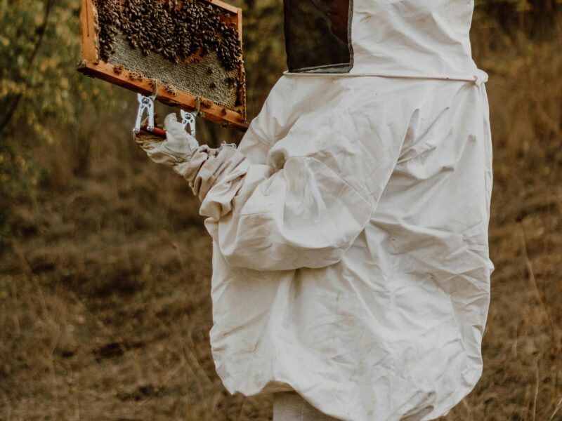 A new beekeeper inspecting a hive frame following our Beginners Guide to Beekeeping: First 30 Days.