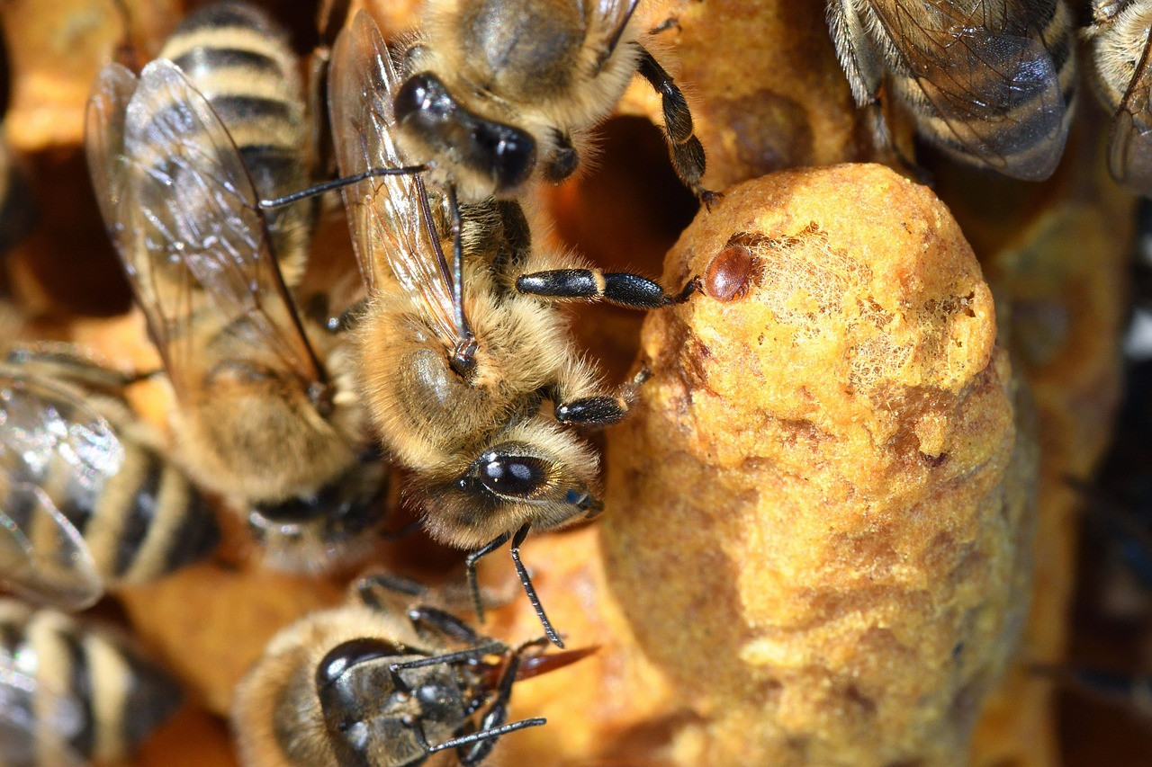 A close-up view of the brood comb showing Varroa destructor mites feeding on white bee pupae and adult bees, illustrating the severe infestation problems that necessitate immediate Varroa Mite Control.
