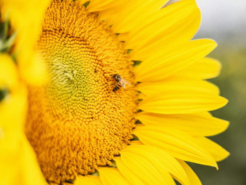 Honeybee collecting nectar during hot summer, symbolizing climate change impact.