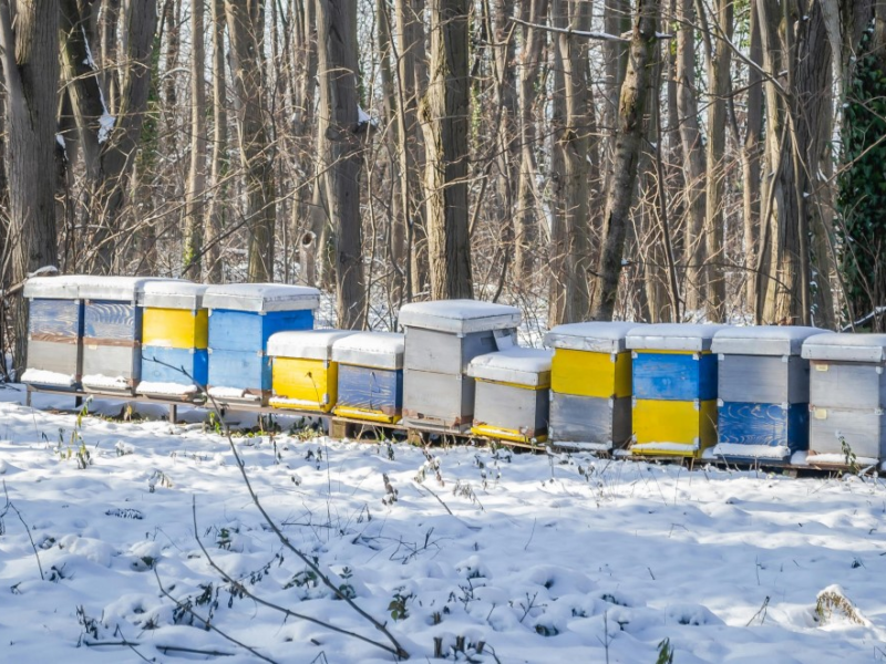 Snow-covered beehive in a winter apiary