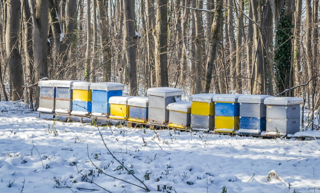 Snow-covered beehive in a winter apiary