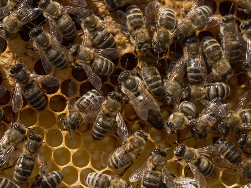 Queen bee surrounded by worker bees on a honeycomb frame inside the hive, illuminated by warm natural light showing hive activity and structure.