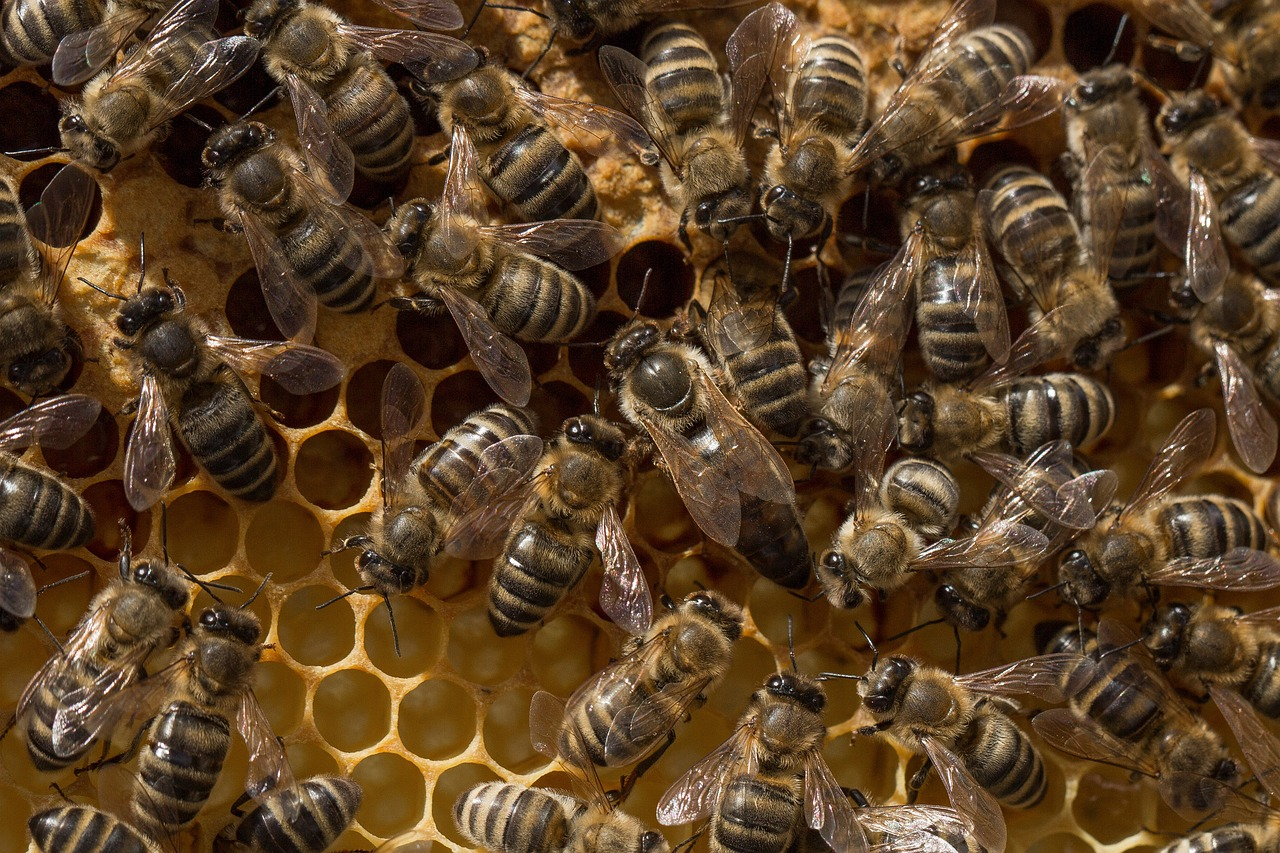 Queen bee surrounded by worker bees on a honeycomb frame inside the hive, illuminated by warm natural light showing hive activity and structure.