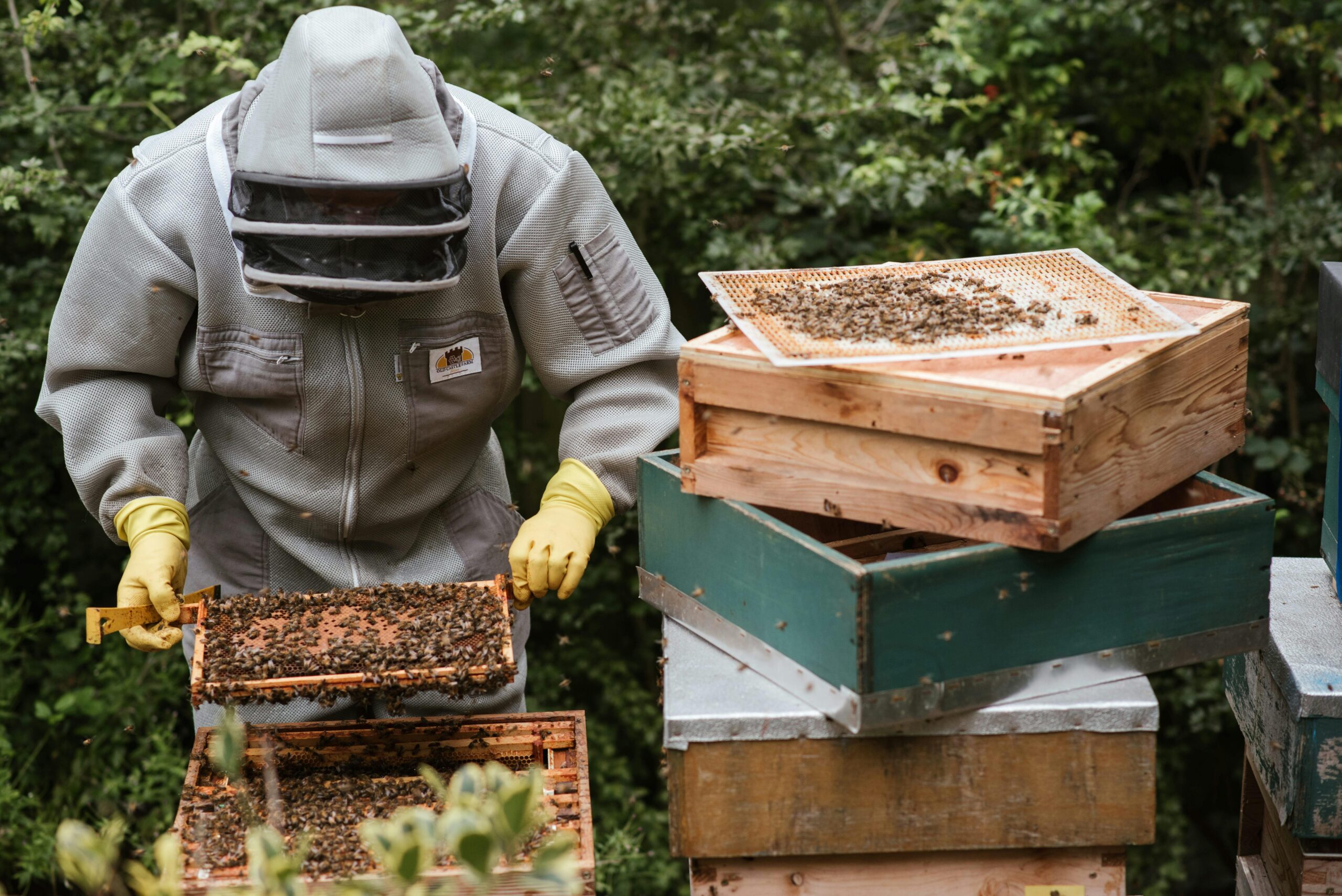 Beekeeper extracting raw honey from a honeycomb frame on a sunny day in a natural apiary