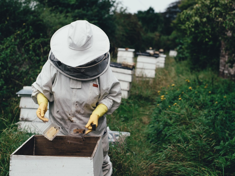 Modern beekeeper working in a tech-equipped apiary with smart hive tools