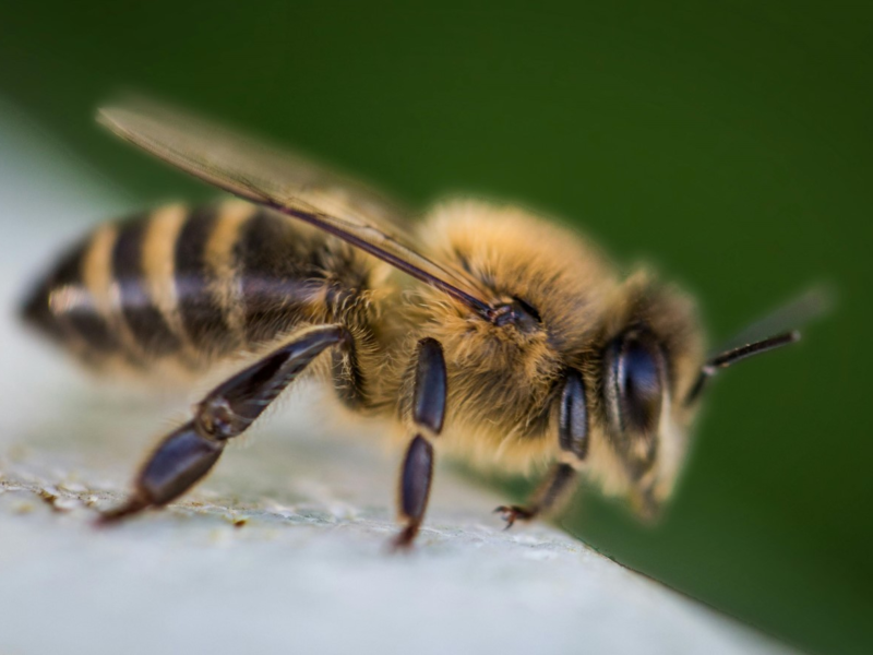 A professional macro photograph showcasing the ethical extraction of pure Bee Venom Benefits