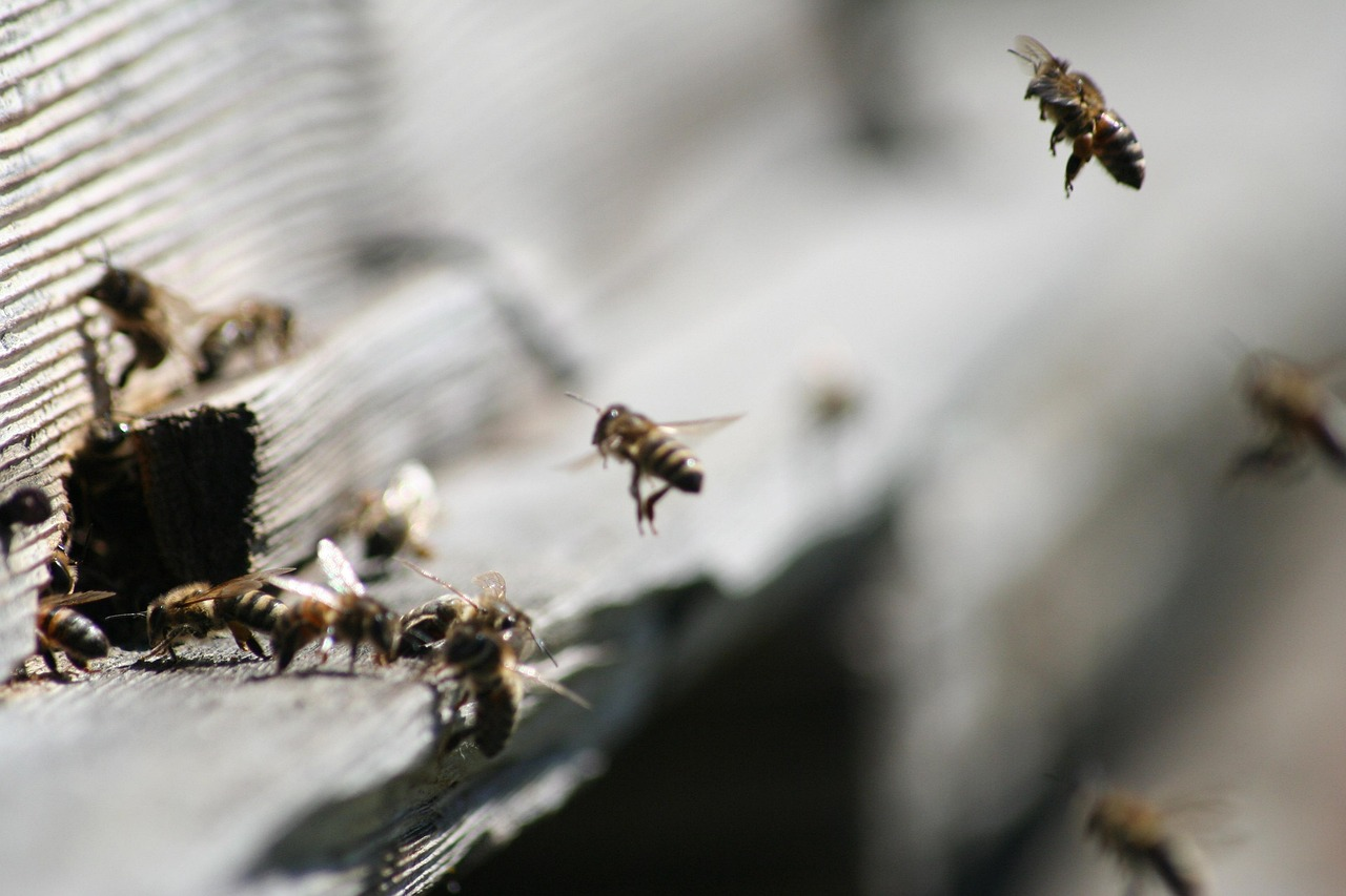 Close-up of a beehive entrance showing aggressive fighting between bees, a clear sign of early Beehive Robbing