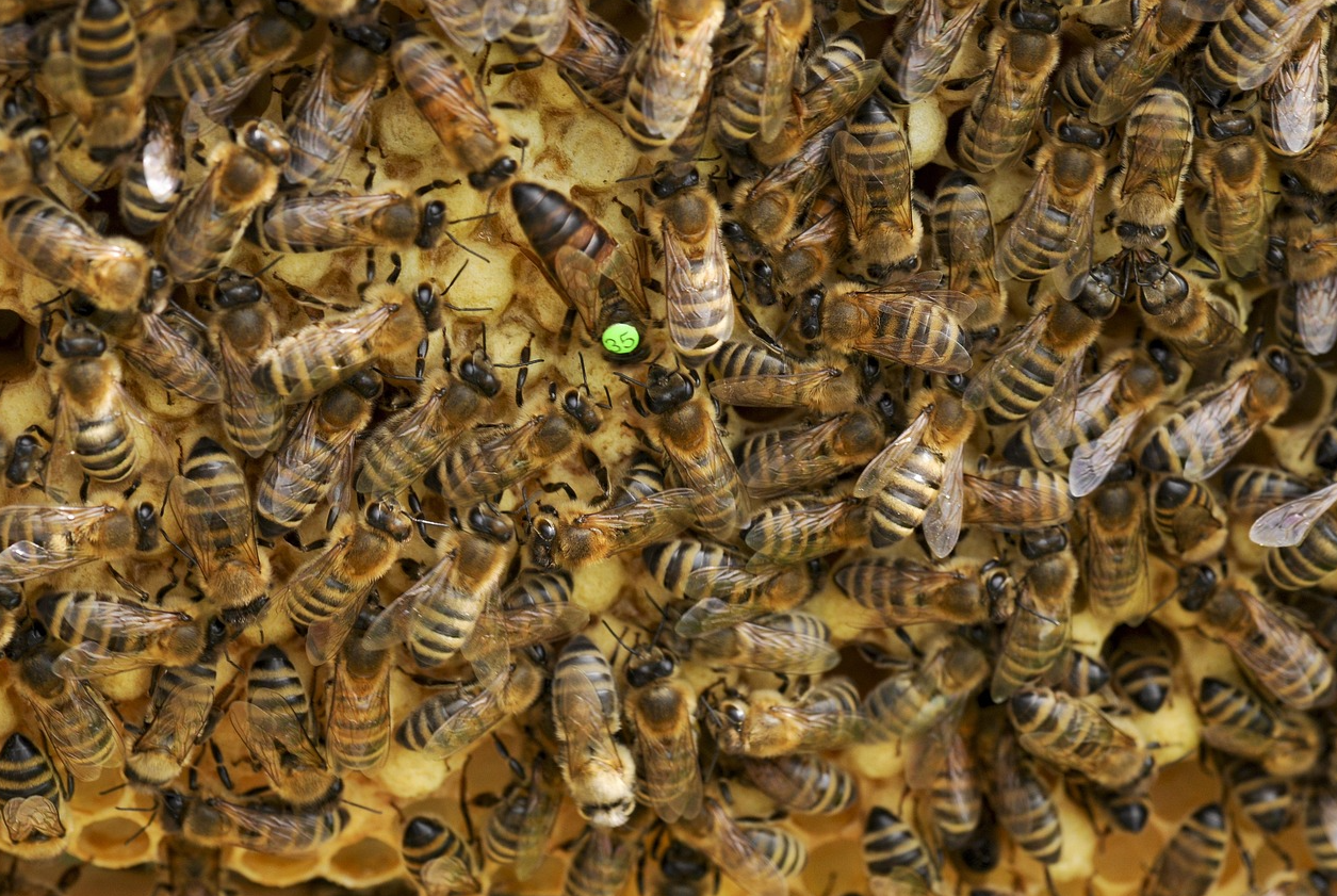A professional beekeeper implementing requeening strategies by introducing a marked queen bee in a cage to a queenless colony.