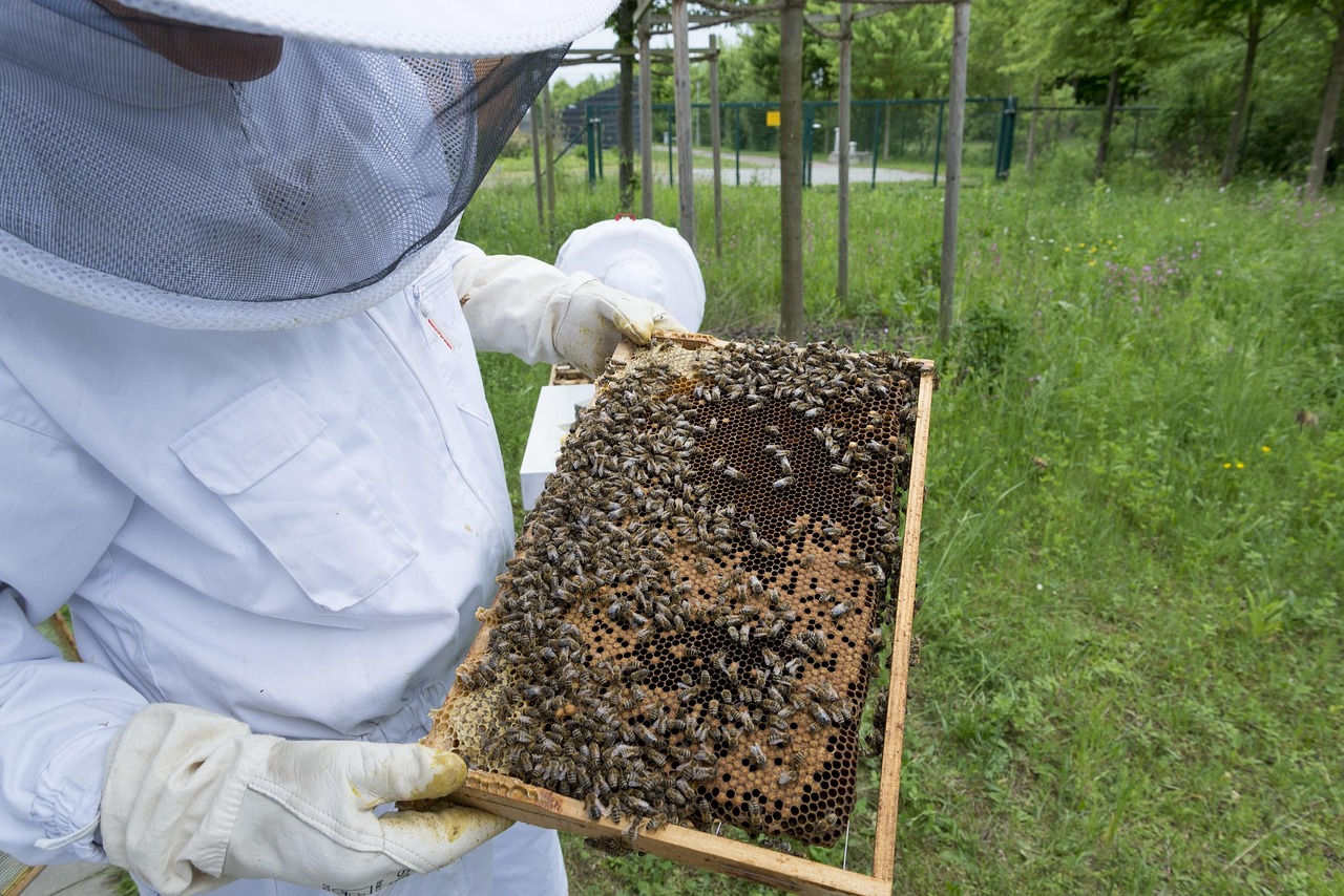 natural beekeeping methods in a chemical-free hive