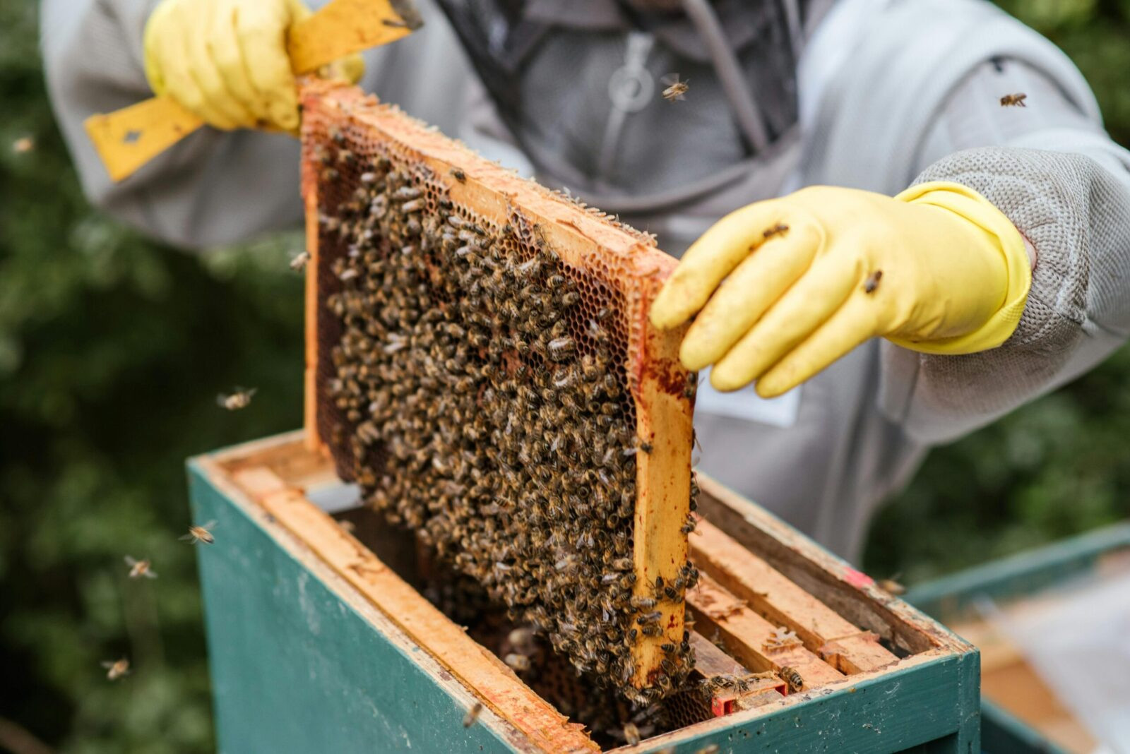 Top bar hive beekeeping showing natural honeycomb without frames