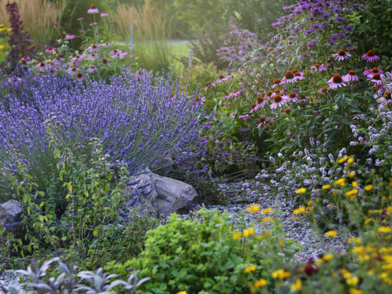 How to attract bees to your garden filled with blooming flowers attracting bees collecting nectar