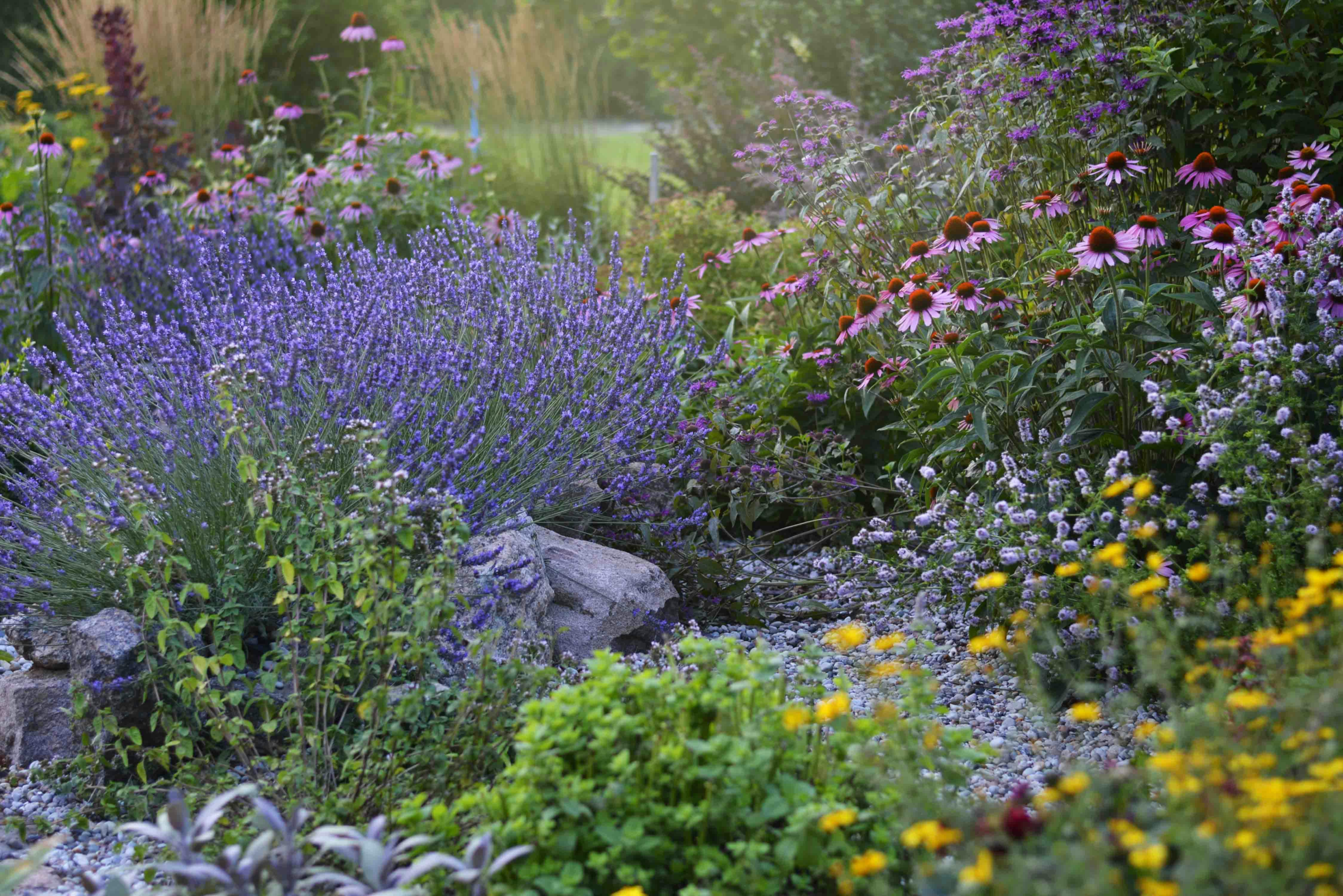 How to attract bees to your garden filled with blooming flowers attracting bees collecting nectar