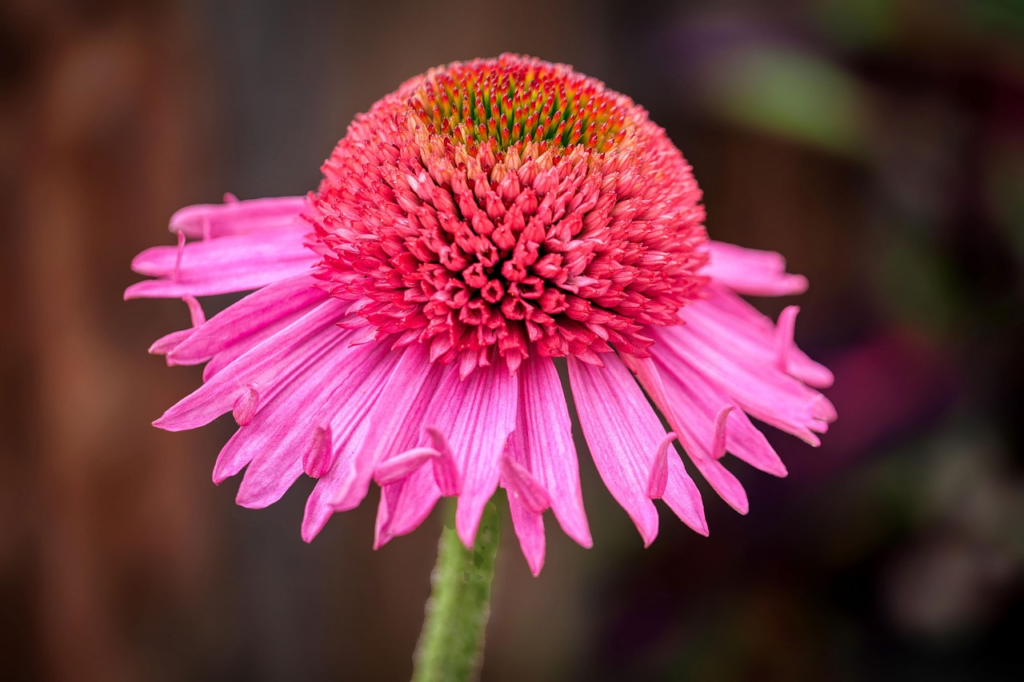 A natural cluster of native wildflowers such as purple coneflowers, black-eyed Susans, and goldenrod blooming together with bees foraging.