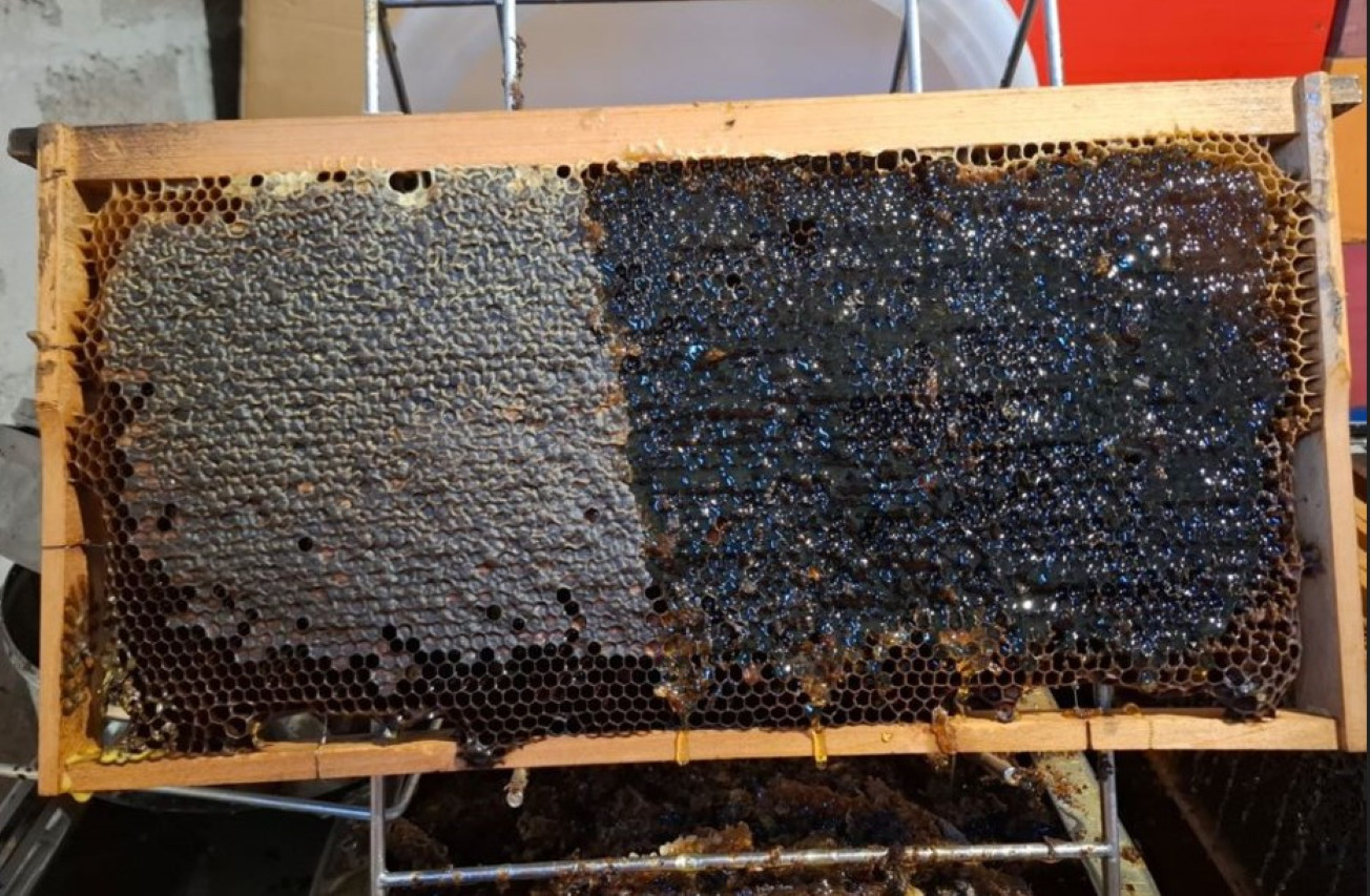 A deep wooden frame filled with dark, partially sealed honey (wax cappings on the left), illustrating the visual readiness check before **Honey Harvesting** and extraction.