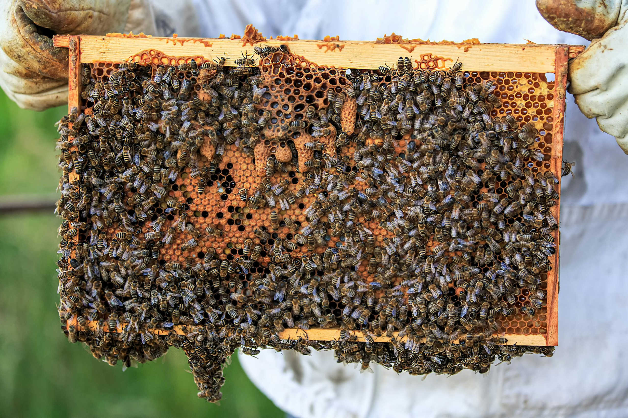 A close-up of "peanut-shaped" swarm cells built on a deep frame, serving as a critical visual warning sign that Swarm Prevention Techniques must be applied immediately.