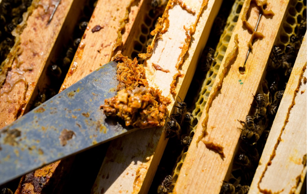 Beekeeper inspecting a propolis trap on a Langstroth hive, demonstrating a key method for propolis harvesting.