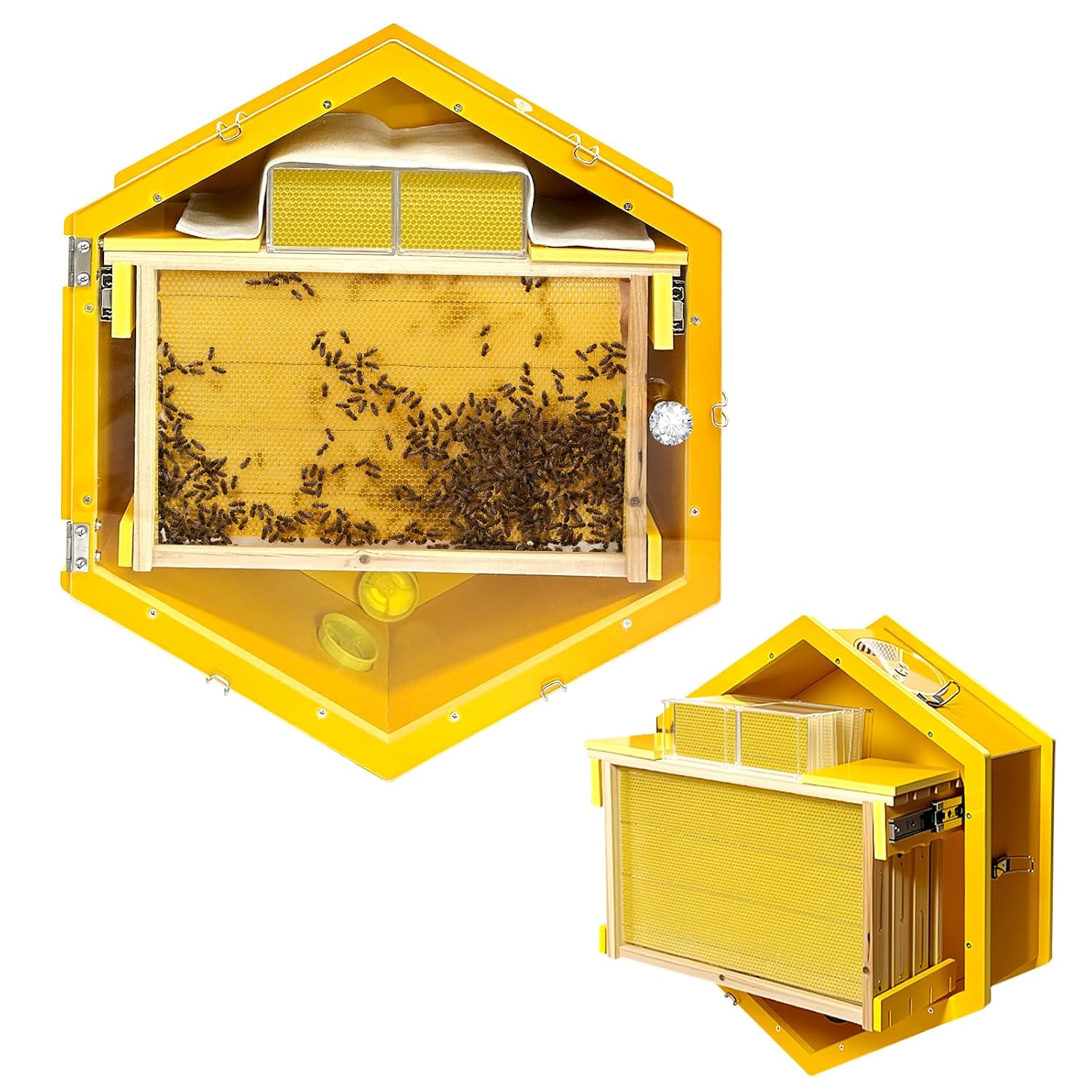 Observation Hive Window