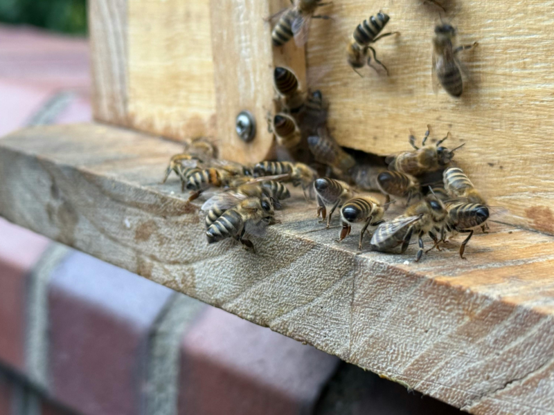 Honey bee colony showing potential signs of Nosema Disease Beekeeping on the hive front