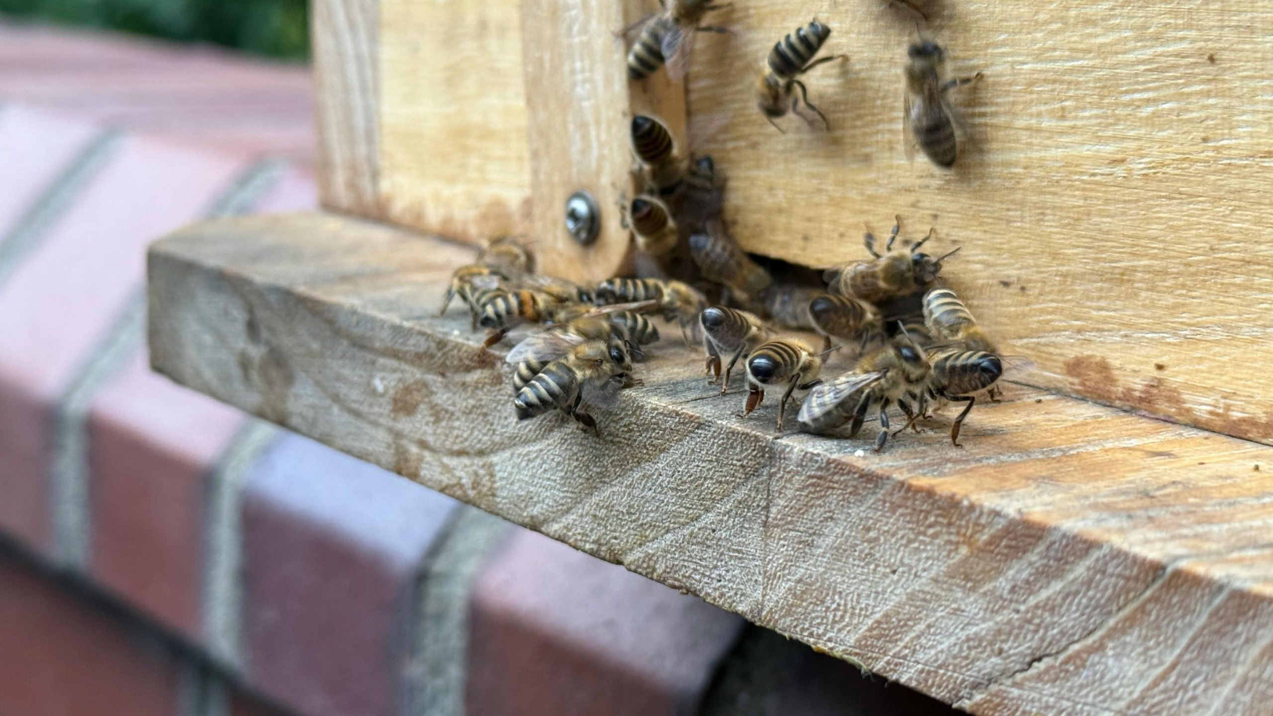 Honey bee colony showing potential signs of Nosema Disease Beekeeping on the hive front
