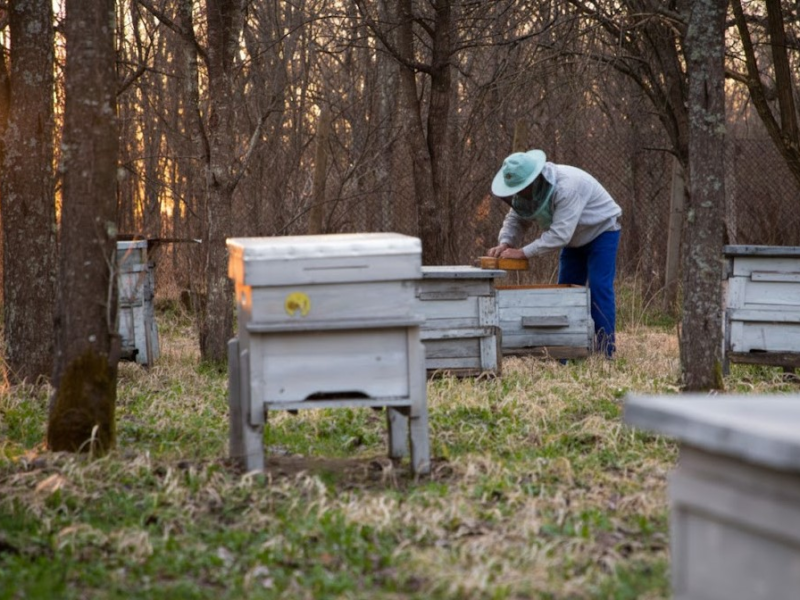 How to strengthen weak bee colonies after winter
