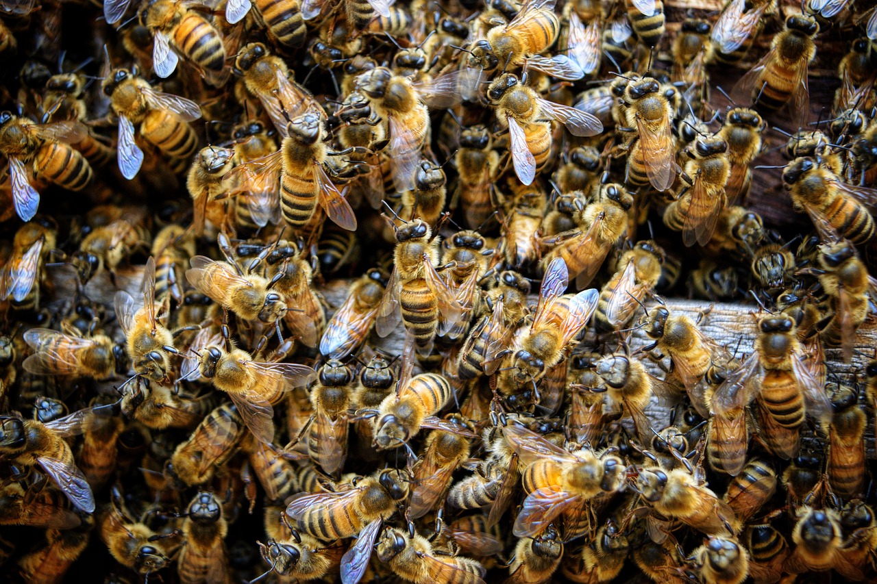 Understanding bee behavior: honeybees communicating on honeycomb inside the hive
