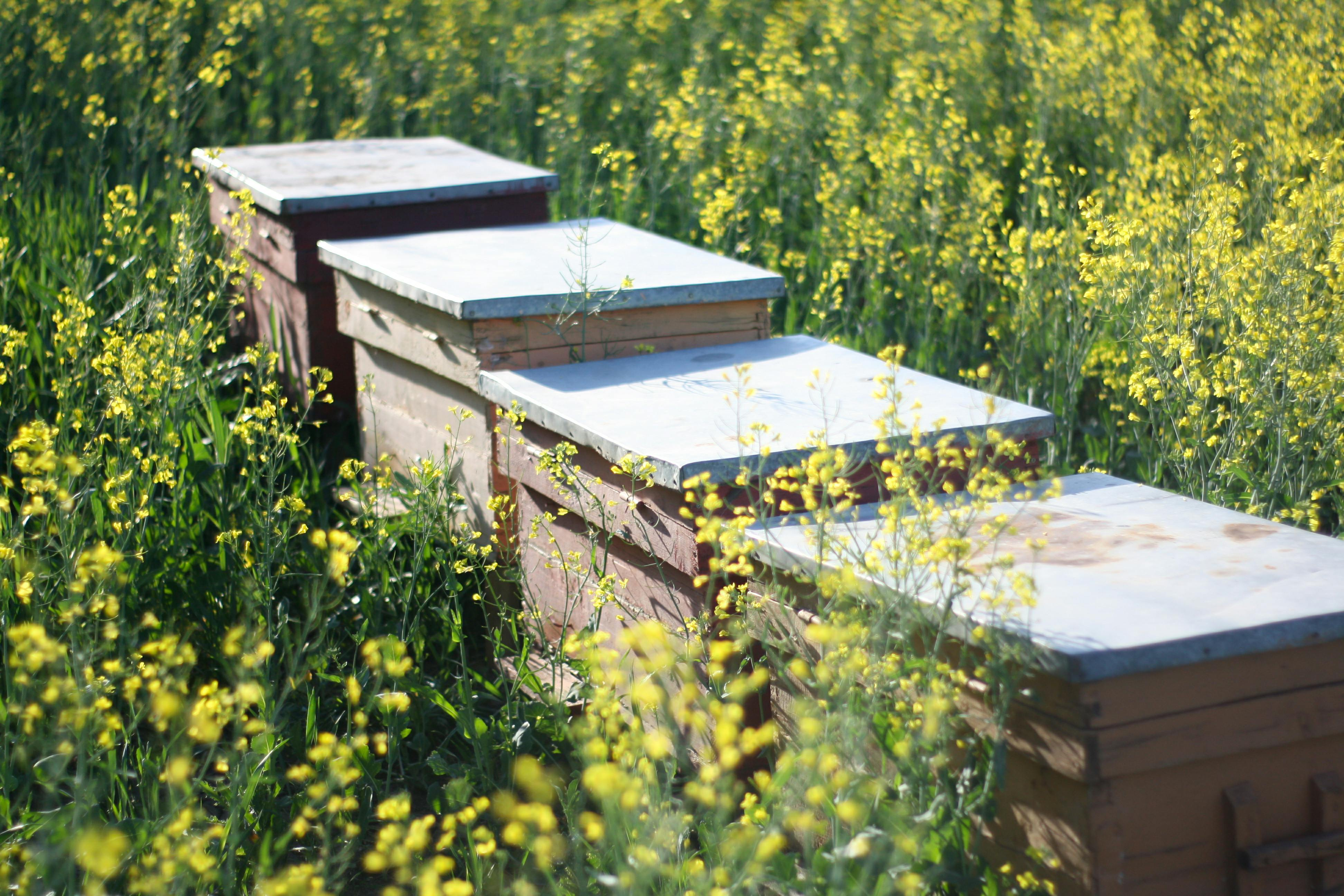 Sustainable apiary located in a diverse wildflower meadow promoting bee conservation.