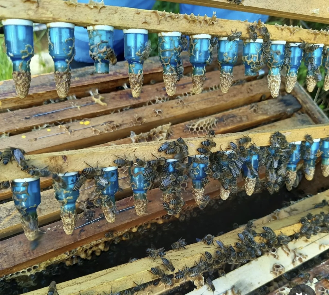 A professional beekeeper holding a wooden frame filled with capped queen cells during a Queen Rearing Masterclass, demonstrating high-quality bee breeding and colony expansion.
