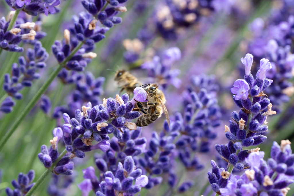 Honeybee foraging on urban flowers, supporting urban beekeeping biodiversity.