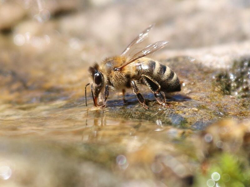 Honey bee landing on a wet stone at a **Bee Watering Station** to drink water safely.