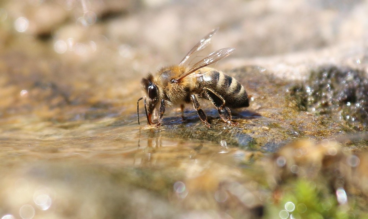 Honey bee landing on a wet stone at a **Bee Watering Station** to drink water safely.