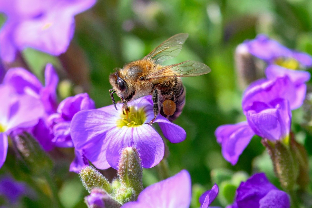 Honey bees consuming a pollen substitute for bees on top of the hive frames to boost protein intake