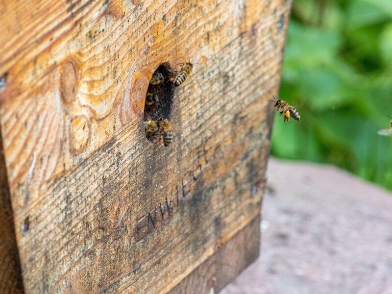 A fully prepared Langstroth hive with a feeder, illustrating the ideal setup before installing a colony.