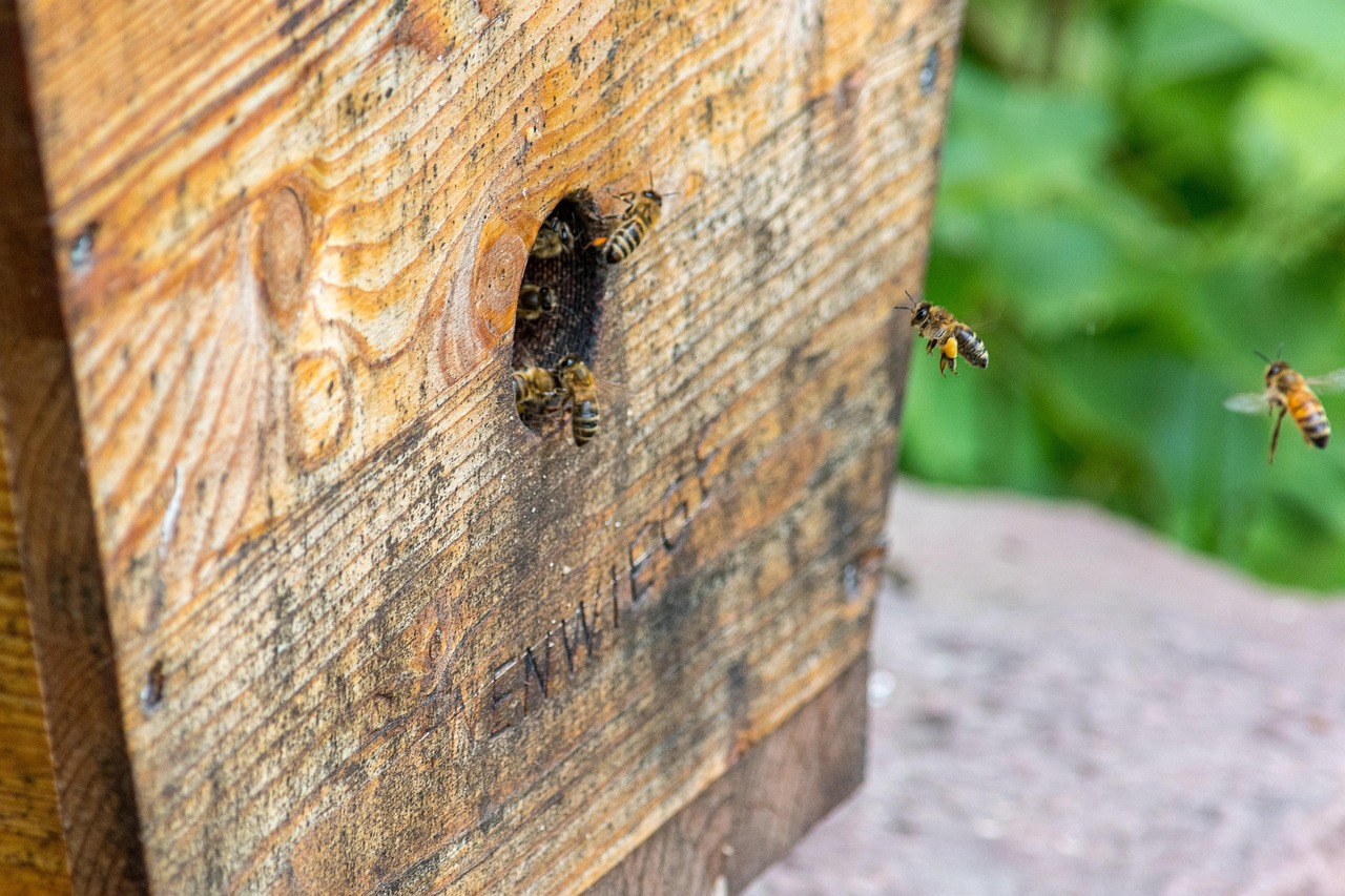 A fully prepared Langstroth hive with a feeder, illustrating the ideal setup before installing a colony.