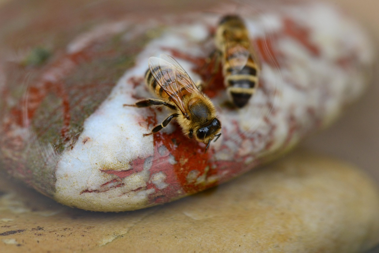 A simple shallow dish with pebbles illustrating how to attract bees to your garden by providing water.
