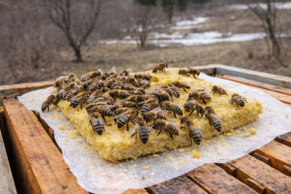 Honeybees consuming pollen supplement in early spring