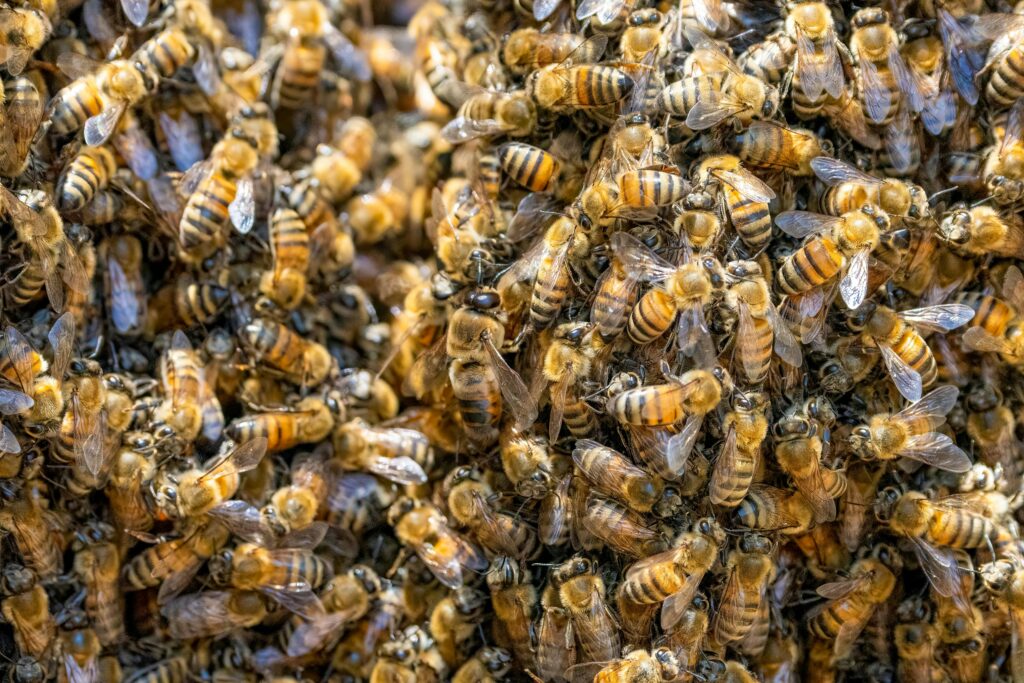 Bees clustered tightly in winter unable to consume pollen substitute