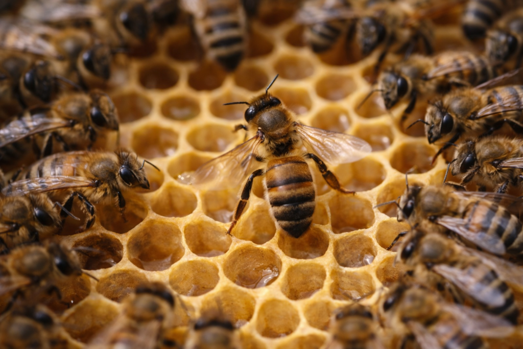 Macro photo of bee performing waggle dance surrounded by worker bees on honeycomb, natural hive interior lighting. napravi mi sada i ovde potpuno prirodnu realističnu i orginalnu sliku plesa pčela neka bude bez AI uredjivanja