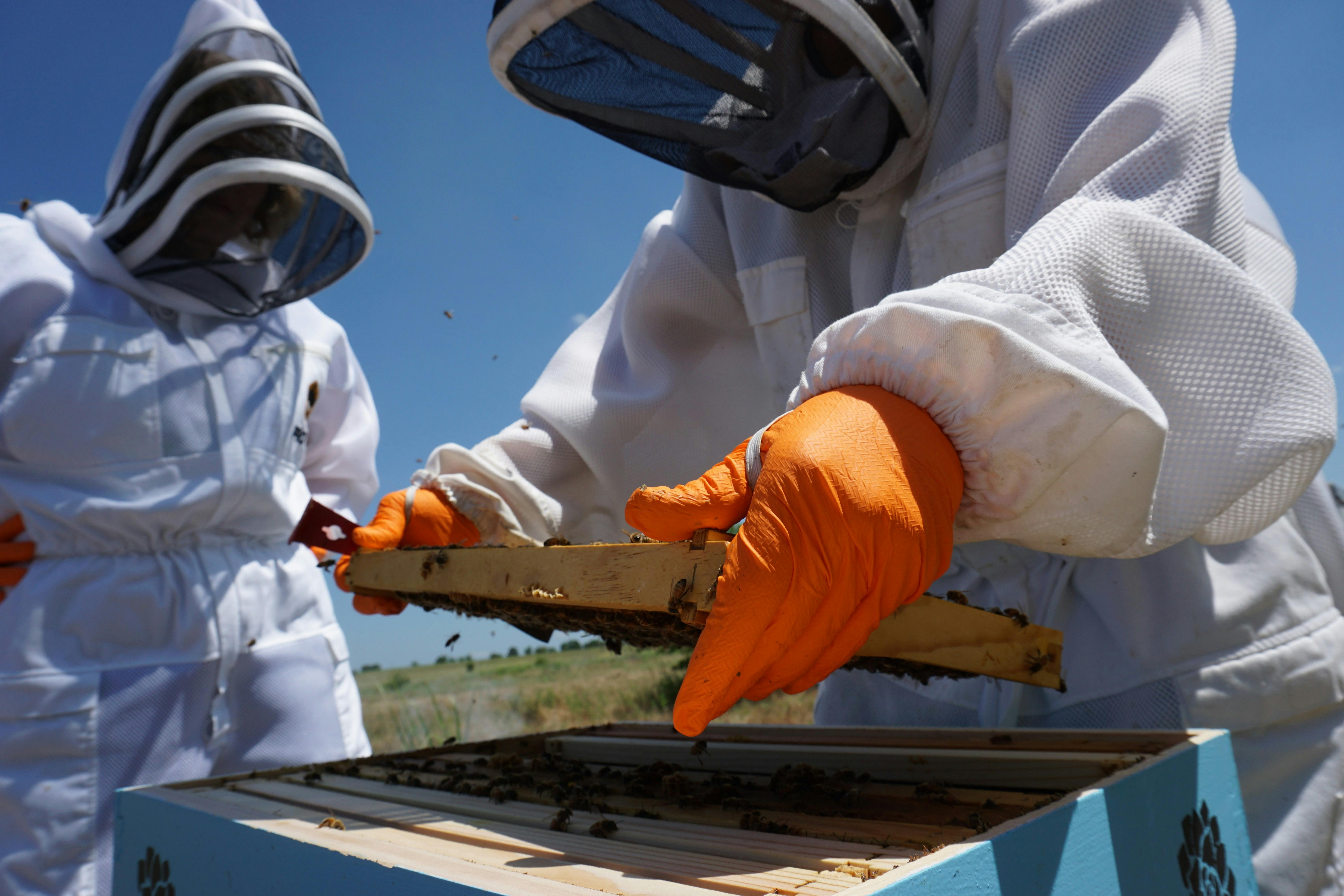 Professional beekeeper performing essential hive management by inspecting a Langstroth frame for queen activity and brood health.