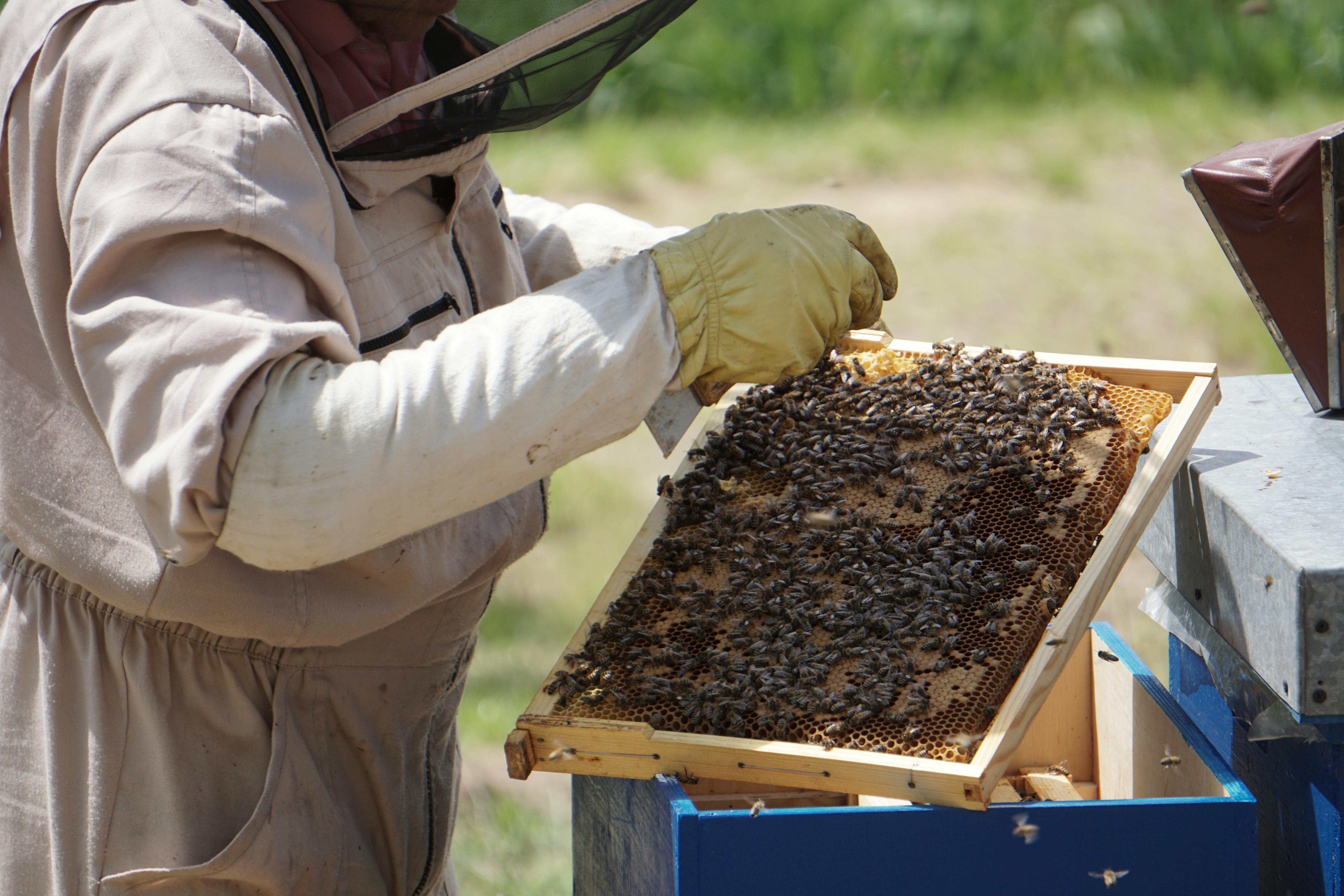 Beekeeper inspecting brood frame for signs of American Foulbrood infection in a honeybee colony