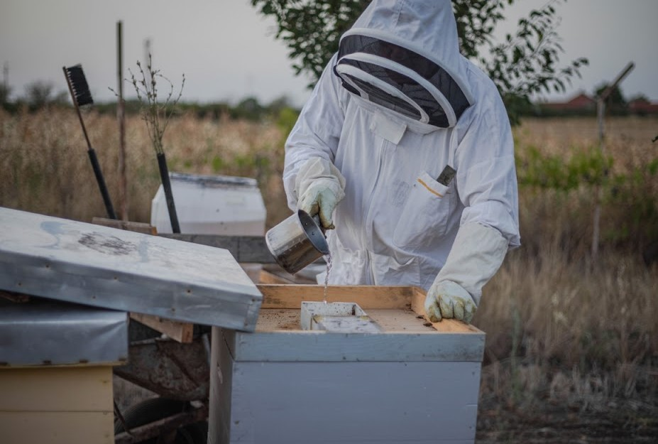 Close-up shot of a beekeeper's gloved hand pouring thick, golden-brown 2:1 sugar syrup into a hive-top feeder, demonstrating the essential practice of **Feeding Bees** for winter preparation.