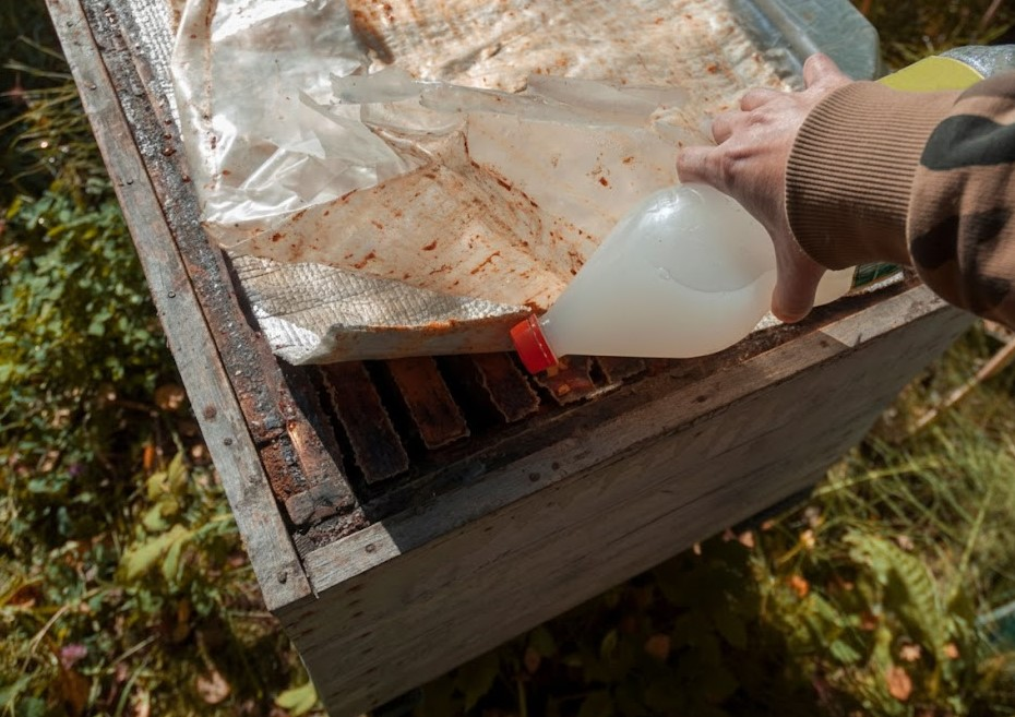 Feeding weak bee colonies after winter with sugar syrup and pollen patties to strengthen weak bee colonies after winter