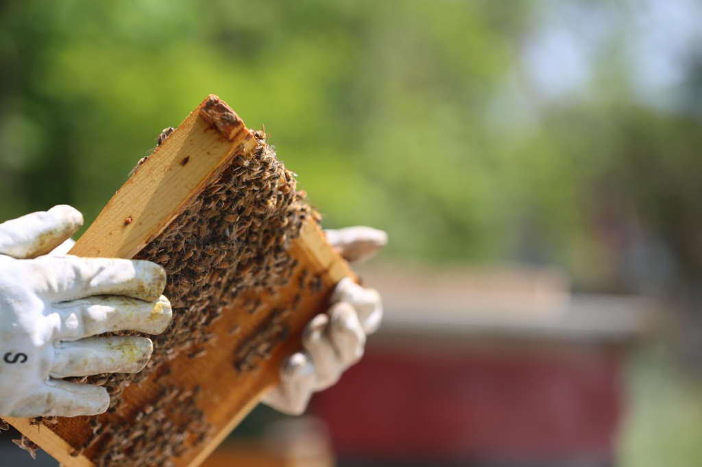 Healthy honeybee brood pattern during spring hive inspection.
