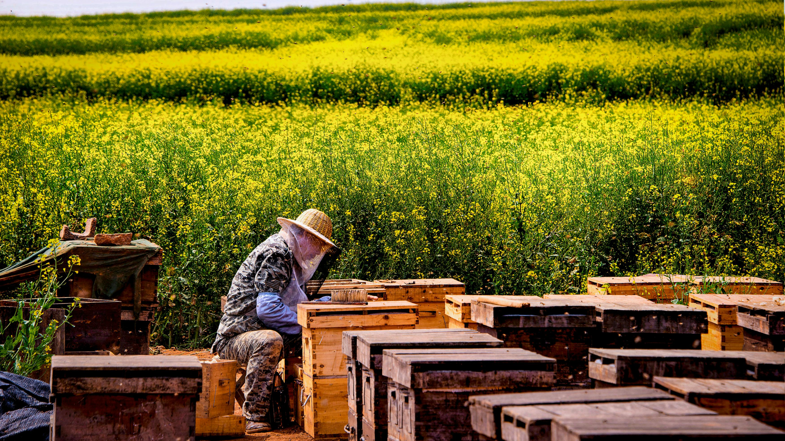 Beekeeper performing spring hive management on a sunny day to ensure honeybee colony health.