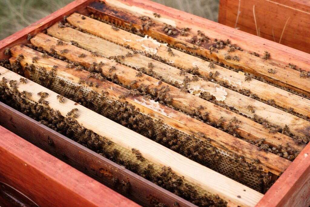 hive honey supers stacked for maximum honey yield per hive