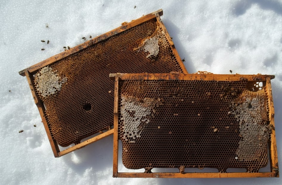Weak bee colony after winter showing small cluster and limited brood