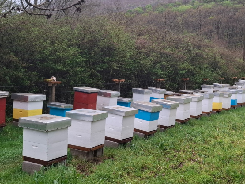Beekeeping hives arranged on a quiet meadow during winter, ready for the essential beekeeping tasks in February to ensure colony survival.