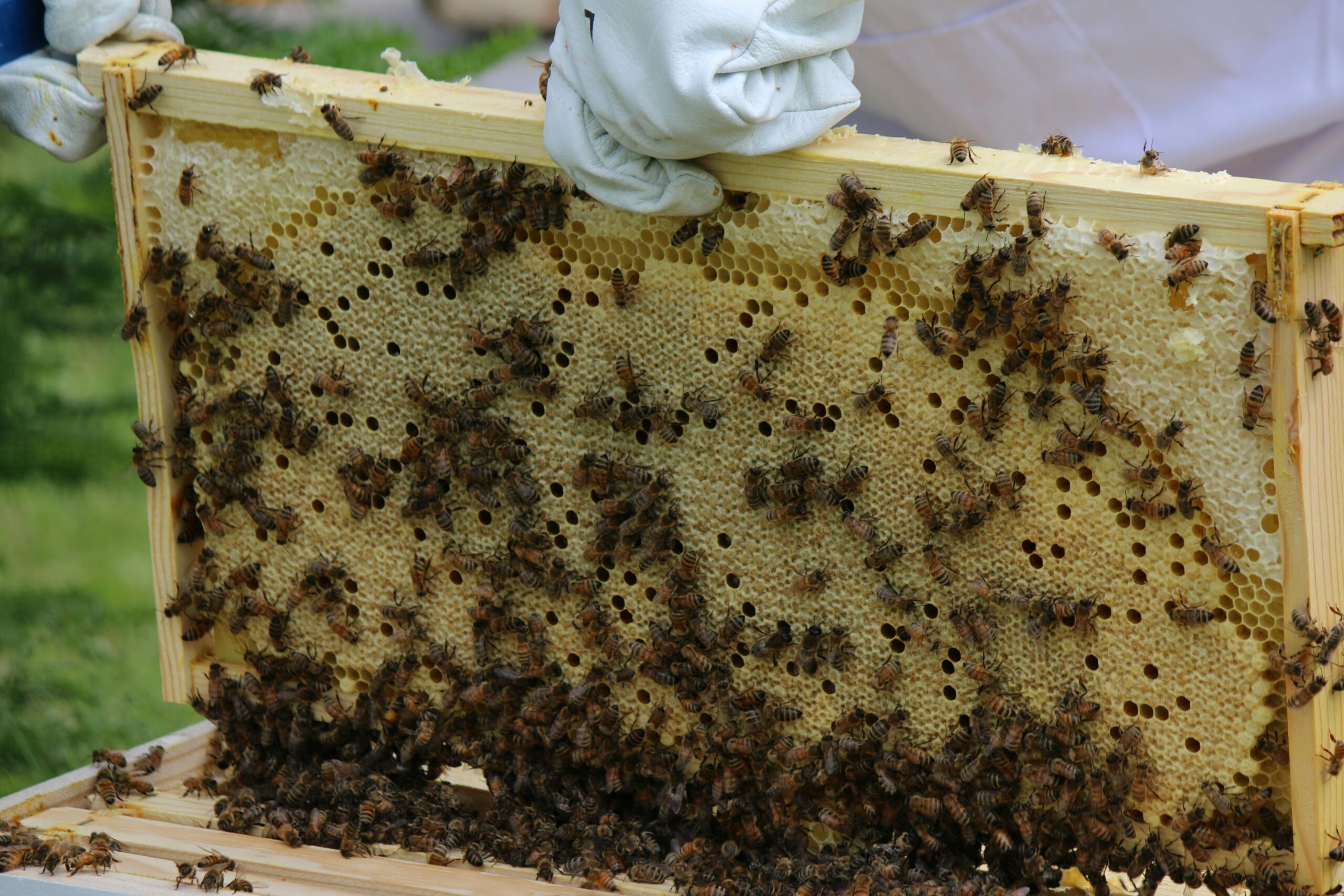 A solid and healthy honeybee brood frame during a spring inspection, showing the ideal pattern compared to a patchy spotty brood in spring.